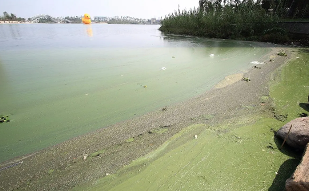 1695263643220049.png 有機(jī)物污染.png