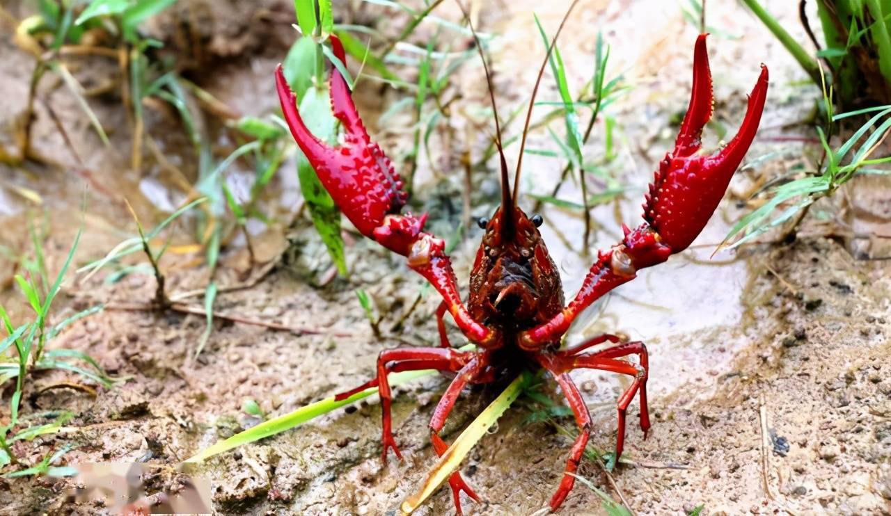 1702091228564655.png 1702091228564655.png