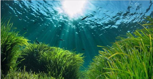 1722239724802334.jpeg 陽光.jpeg