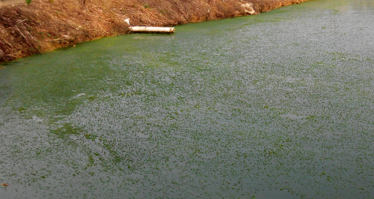 1724047753183043.png 水體富營(yíng)養(yǎng)化.png