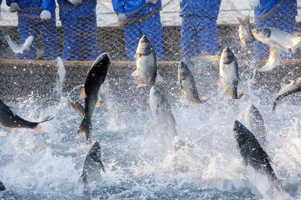 1733812459276979.jpeg 1733812459276979.jpeg