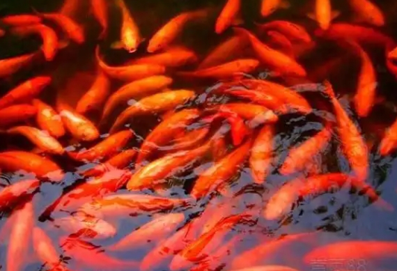 1741057620107569.jpg 鯉魚.jpg