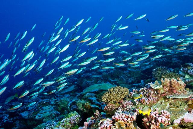 1744600788949018.jpg 海洋生態系統.jpg