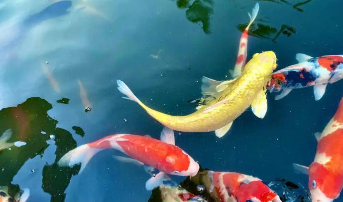 1761791423911141.jpg 錦鯉.jpg