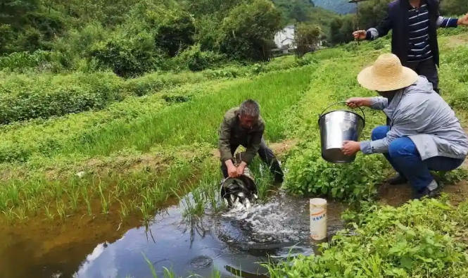 1762329912353007.jpg 稻田養(yǎng)魚.jpg