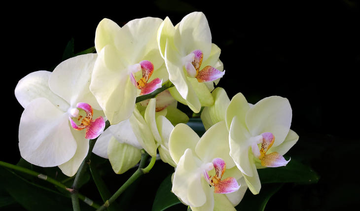 1762741147693797.jpg 蘭花.jpg