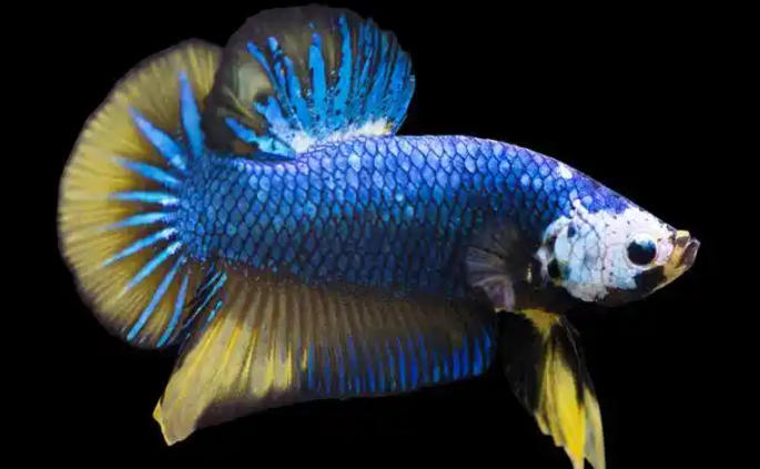 1763000132172062.jpg 龍魚繁育.jpg