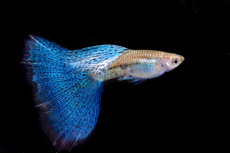 觀賞魚(yú).jpg
