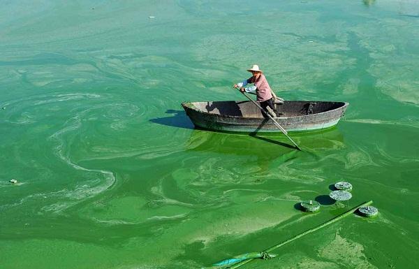 1778722969650730.jpg “水華”現象.jpg